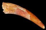 Fossil Pterosaur (Siroccopteryx) Tooth - Morocco #178502-1